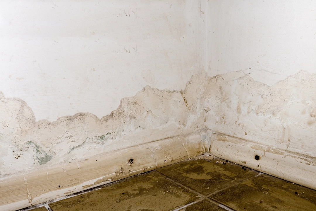 A damp corner of a room showing peeling paint and mold growth along the wall and baseboard, with dirty tile flooring.